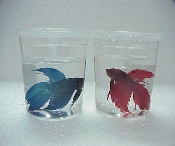 Everything Else Pet Supplies Crates, Houses, Kennels BEAUTIFUL