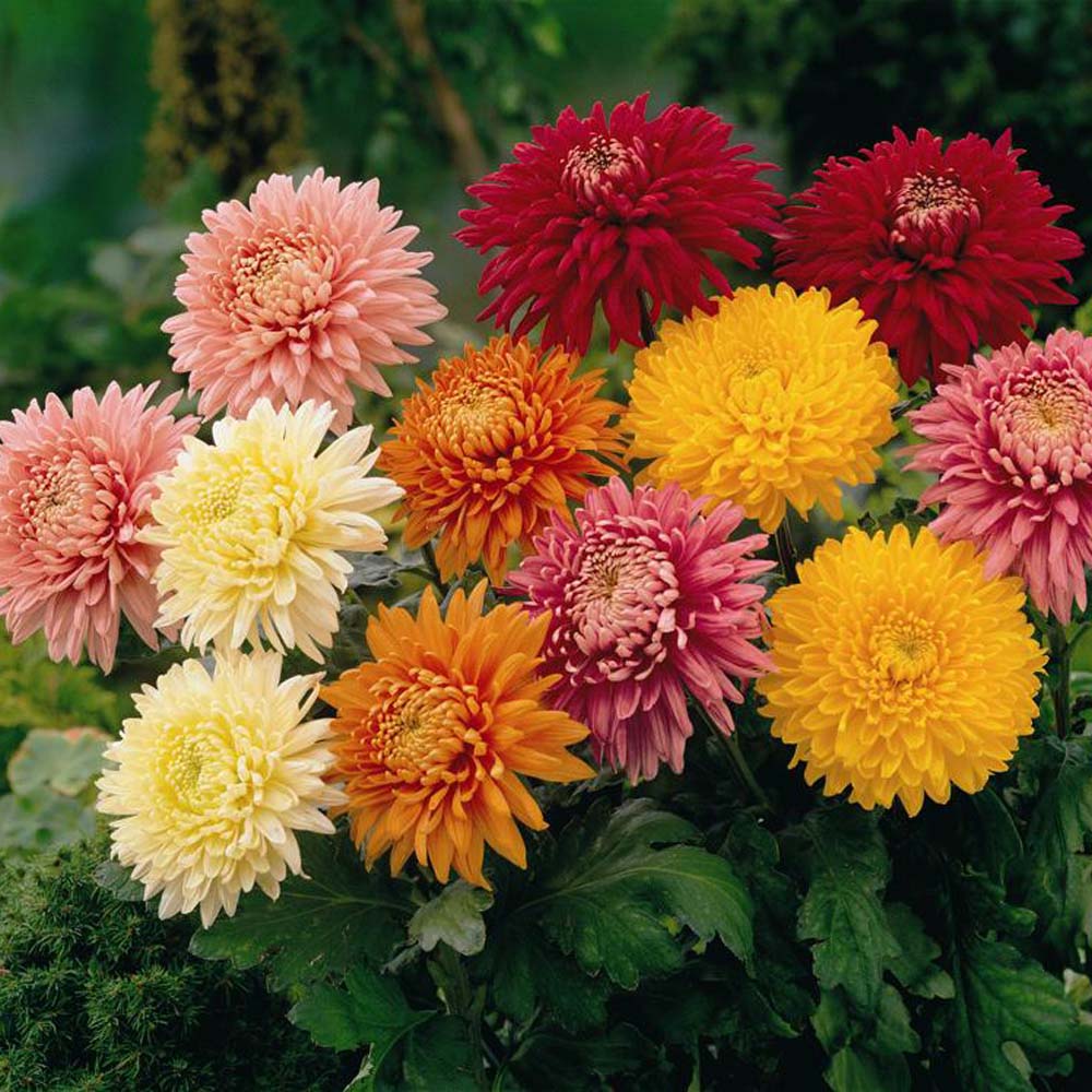 Imperial Chrysanthemum Pack of 30 Seeds available at ShopClues for Rs 