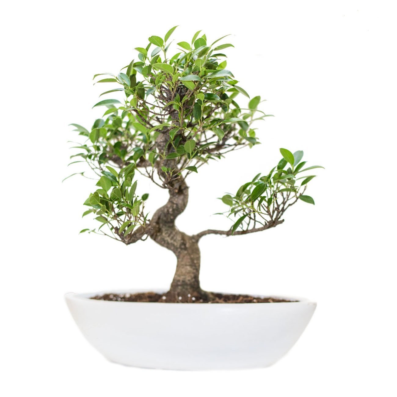 Buy Beautiful S Shape Ficus Bonsai Plant The Bonsai Plants Online