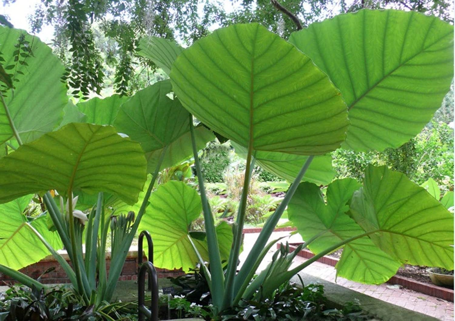 Buy 10 Bulbs Of Elephant Ear Alocasia Malanga Blanca Xanthosoma