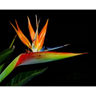 Strelitzia reginae seed, bird of paradise seed, 10 Seeds