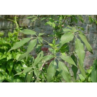 Sinduvara - Nochi Leaf (fresh leaves) organic 200 Grams