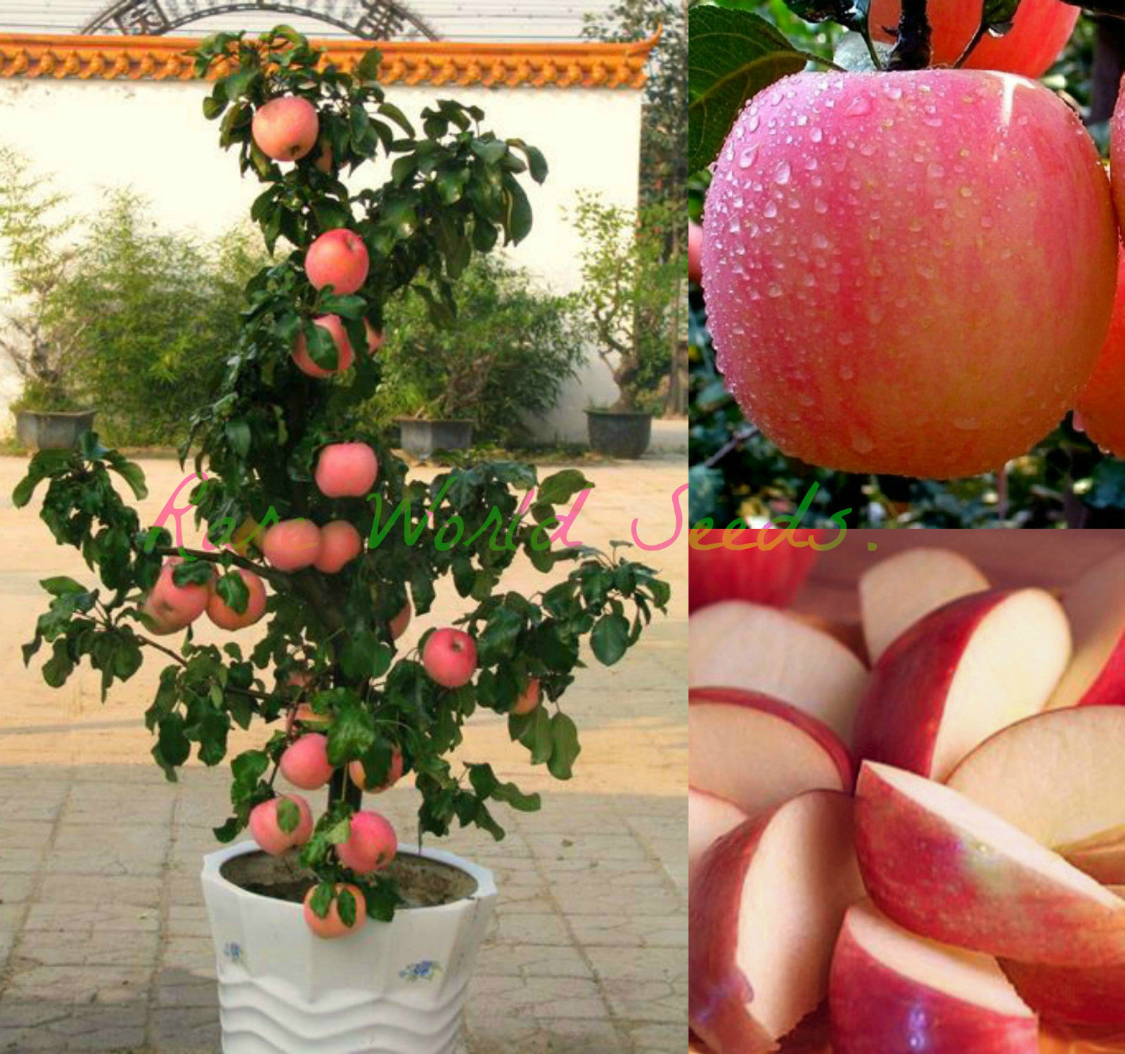 Buy SeedsDwarf Fuji Apple Tree Indoor Or Outdoor! Sweet Fruits