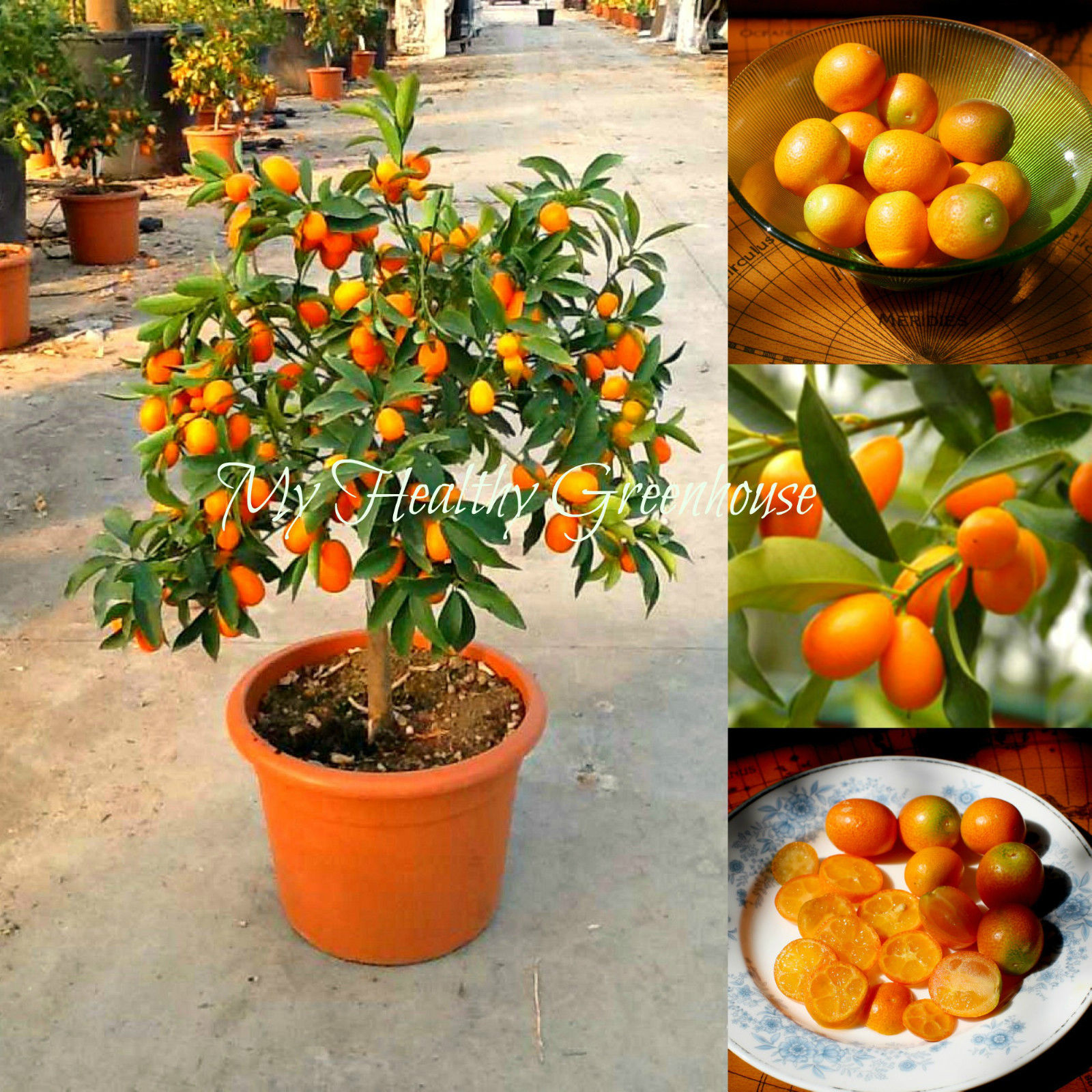 Buy bonsai Kumquat Nagami(Fortunella margarita) Grow in Pots Online