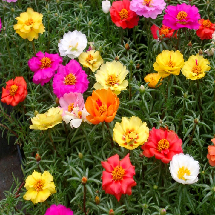 Buy Seeds-Portulaca Mix - Pack Of 50 Online @ ₹45 from ShopClues