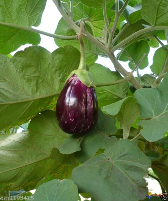 Buy Seeds-Purple Long Mukta Kesi Brinjal -Hybrid F1 Ankur Seed- Pack Of ...