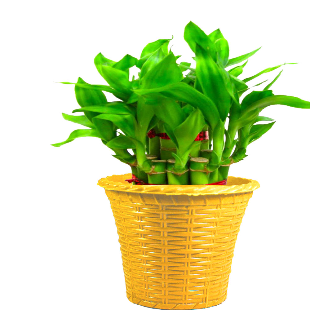 TrustBasket Lucky Bamboo With Yellow Planter