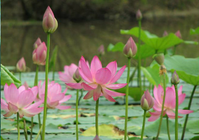 Buy real sacred lotus flowers pond readymade garden size