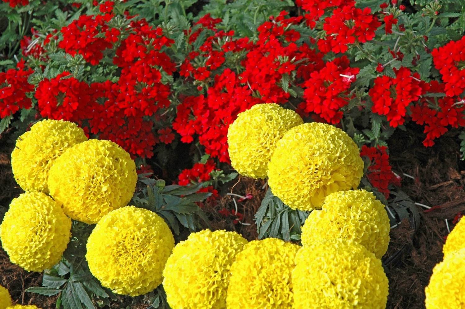 African Marigold F1 Hybrid INCA,