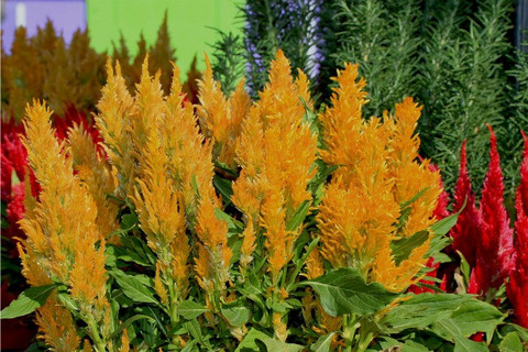 Buy Seeds-Tuzech Celosia Dwarf Mix Flowers 25 Online @ ₹149 from ShopClues