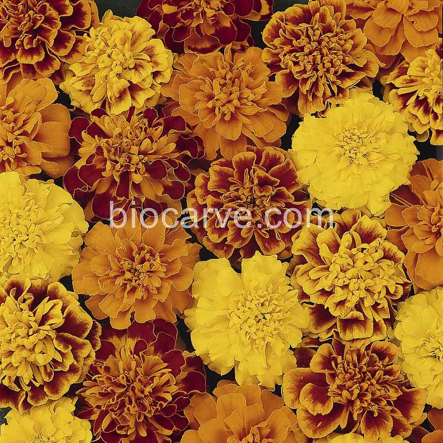 Buy Seeds-Biocarve Panam F1 Marigold French Bonanza Mix - 50 Online ...