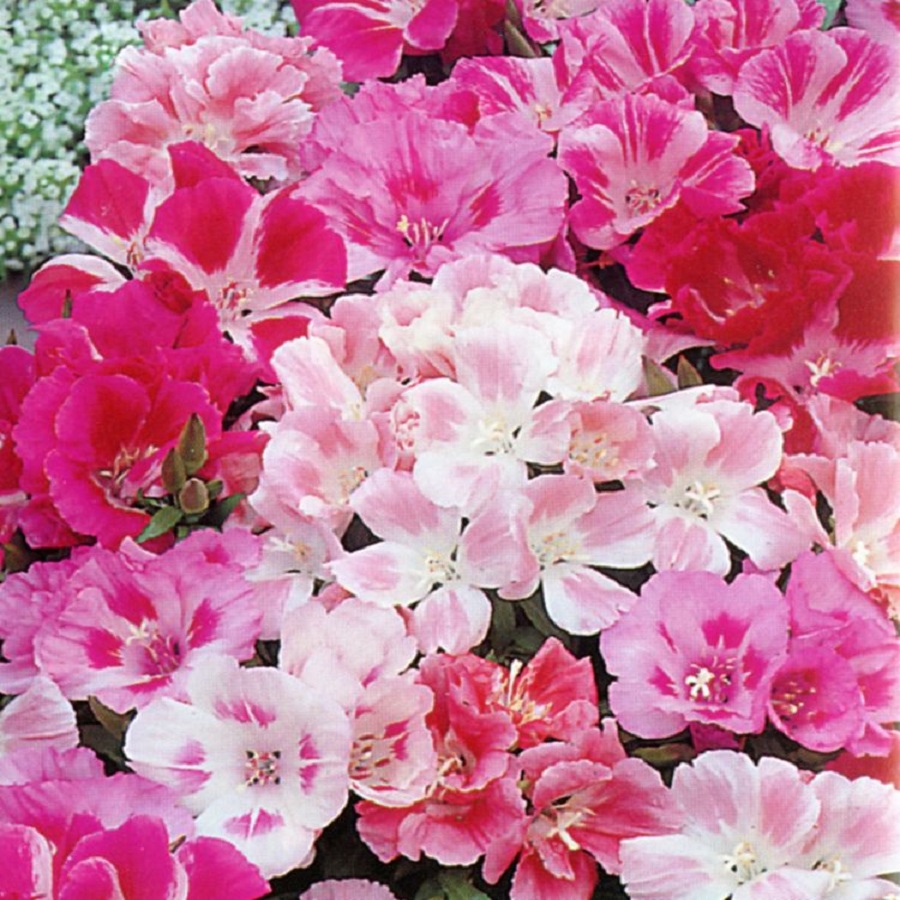 Buy Seeds Godetia Azaleaflora Mix Online ₹99 from ShopClues