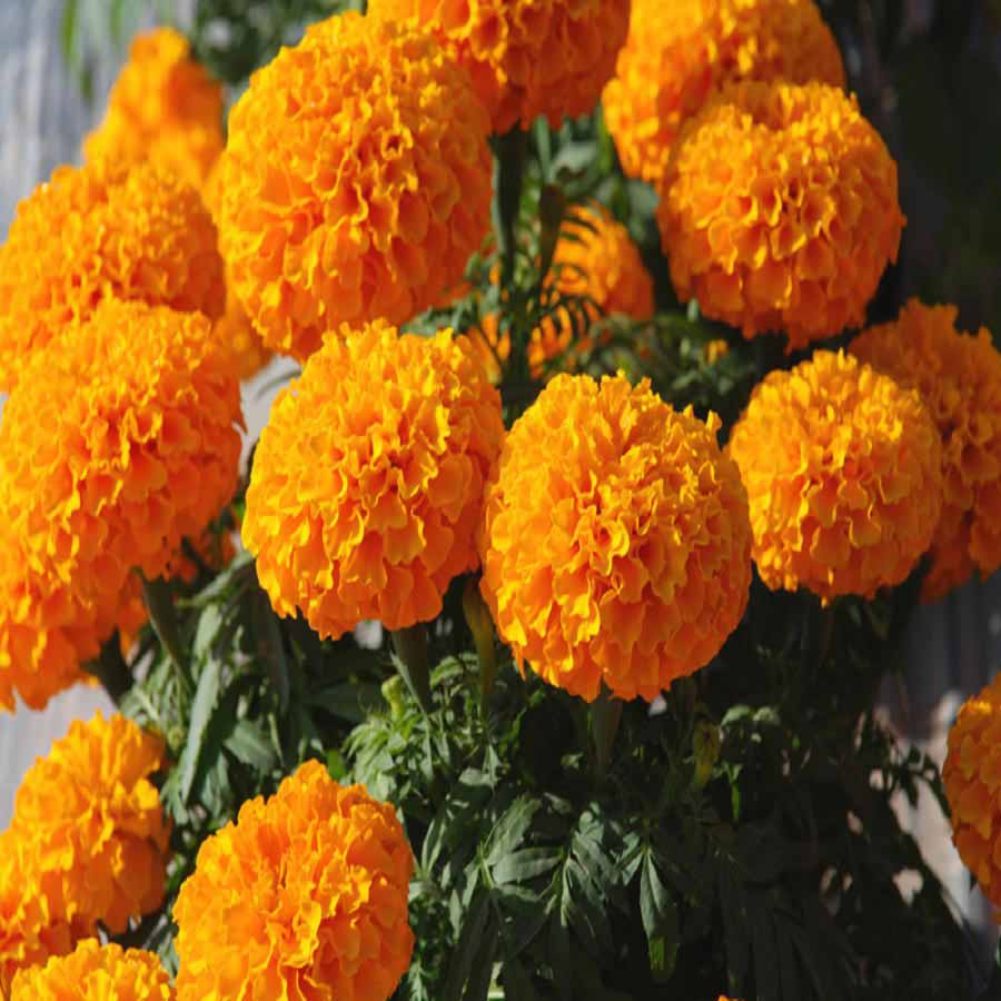 Buy Seeds- Marigold African Hawaii Orange Online @ ₹99 from ShopClues