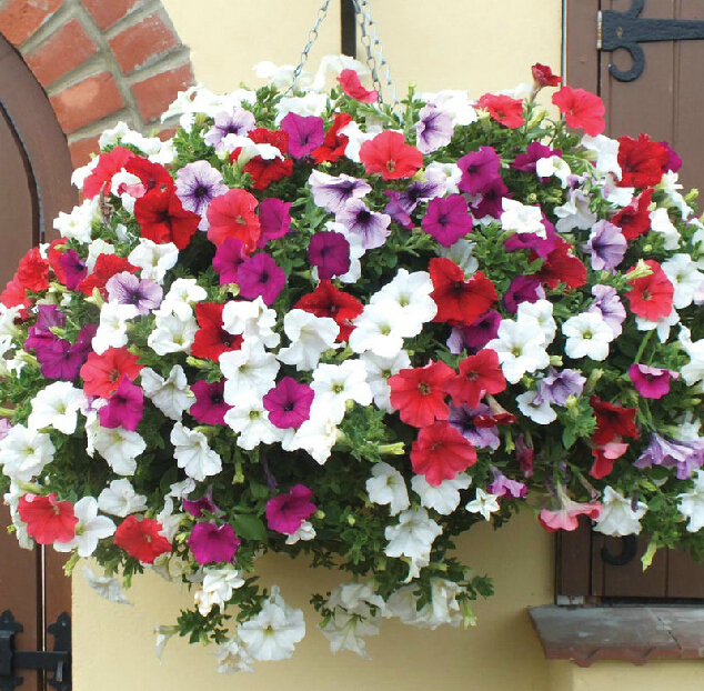 Buy Seeds-Petunia Mix Flower Pack Of 50 Online @ ₹45 from ShopClues