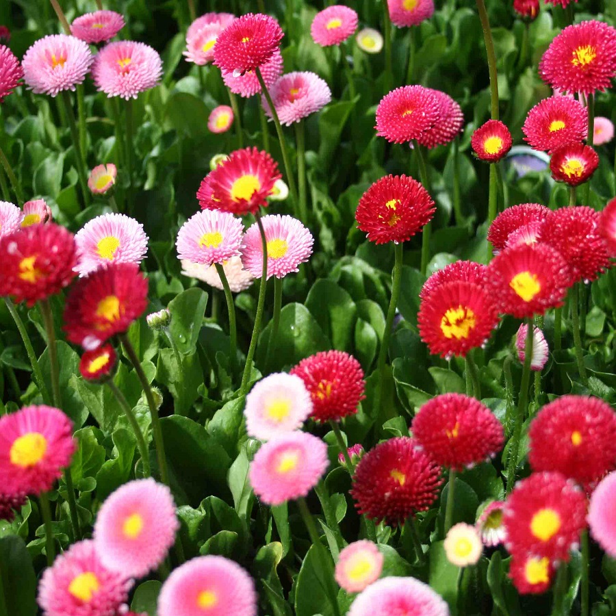 Buy Seeds- Daisy - Bellis Monstrosa Dbl Mix Online @ ₹99 from ShopClues