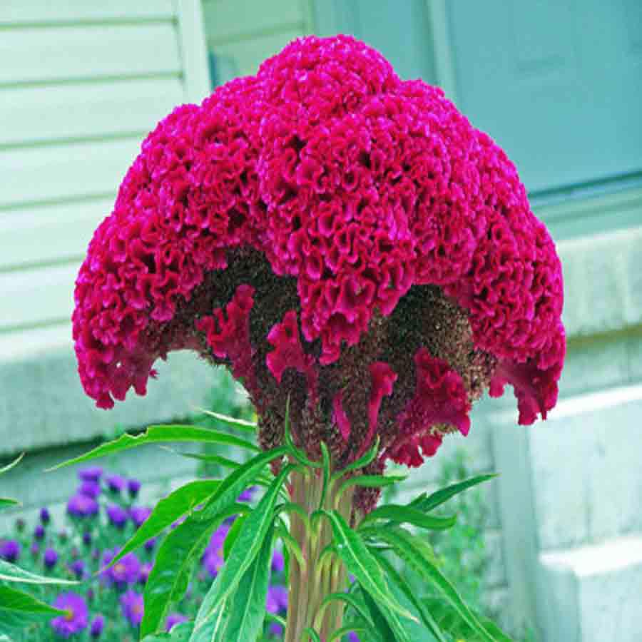 Buy Seeds- Celosia Cristata Cocks Comb Online @ ₹99 from ShopClues