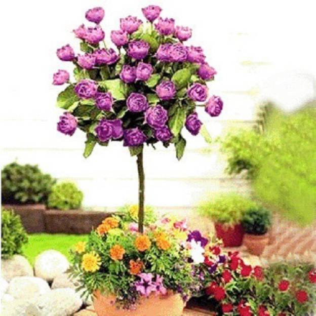 Buy priyathams Bonsai rare rose tree seeds Chinese rose ...