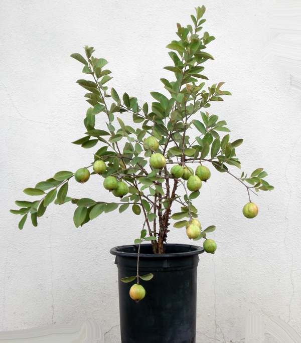Great Bonsai Guava Tree in the year 2023 Don t miss out 