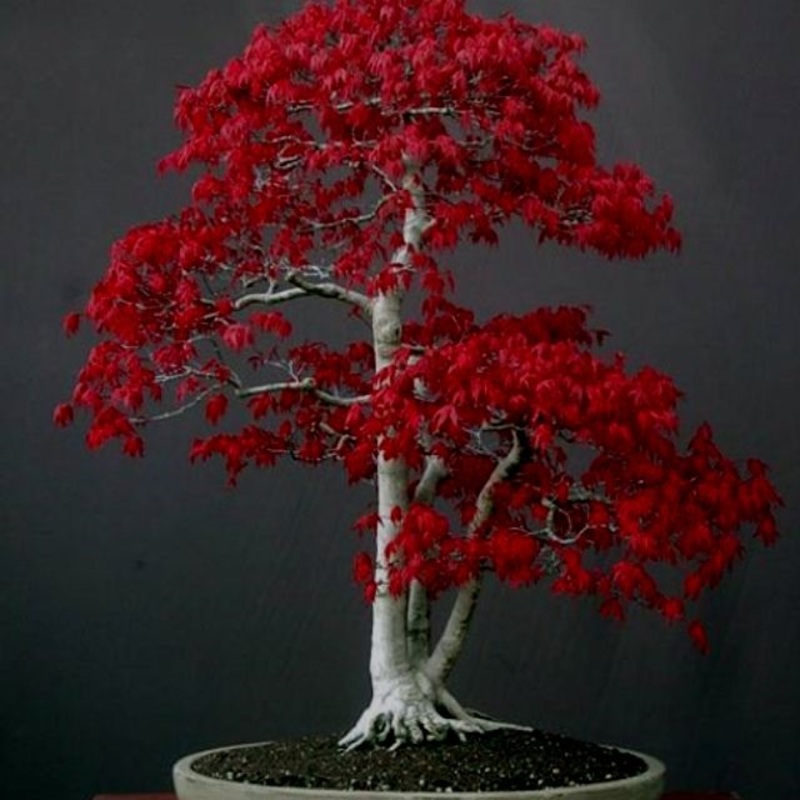Buy Beautiful Imported Japanese Other Red Maple Bonsai Tree Seed Online 