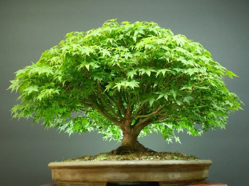 buy-beautiful-imported-japanese-maple-bonsai-tree-seeds-online-get-29