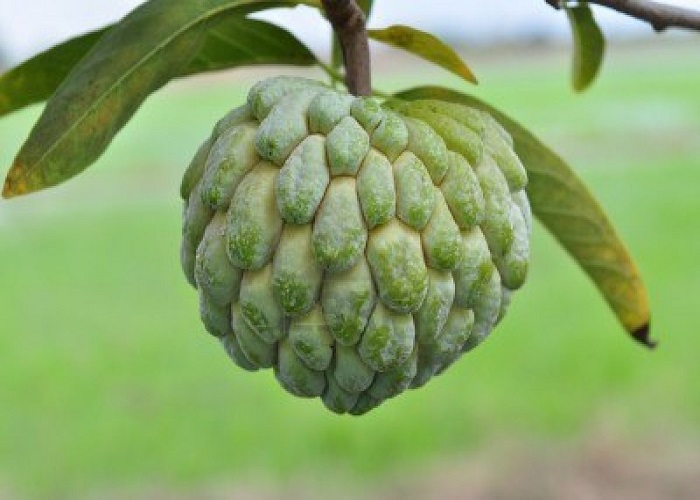 Buy Custard Apple Sitafal Tree Seeds Online Get 41 Off