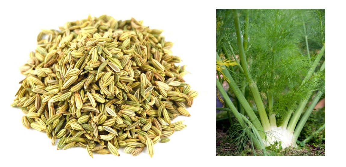 Buy Fennel Seeds/ Sweet Cumin perum jeerakam 20 GRAM Online ₹44