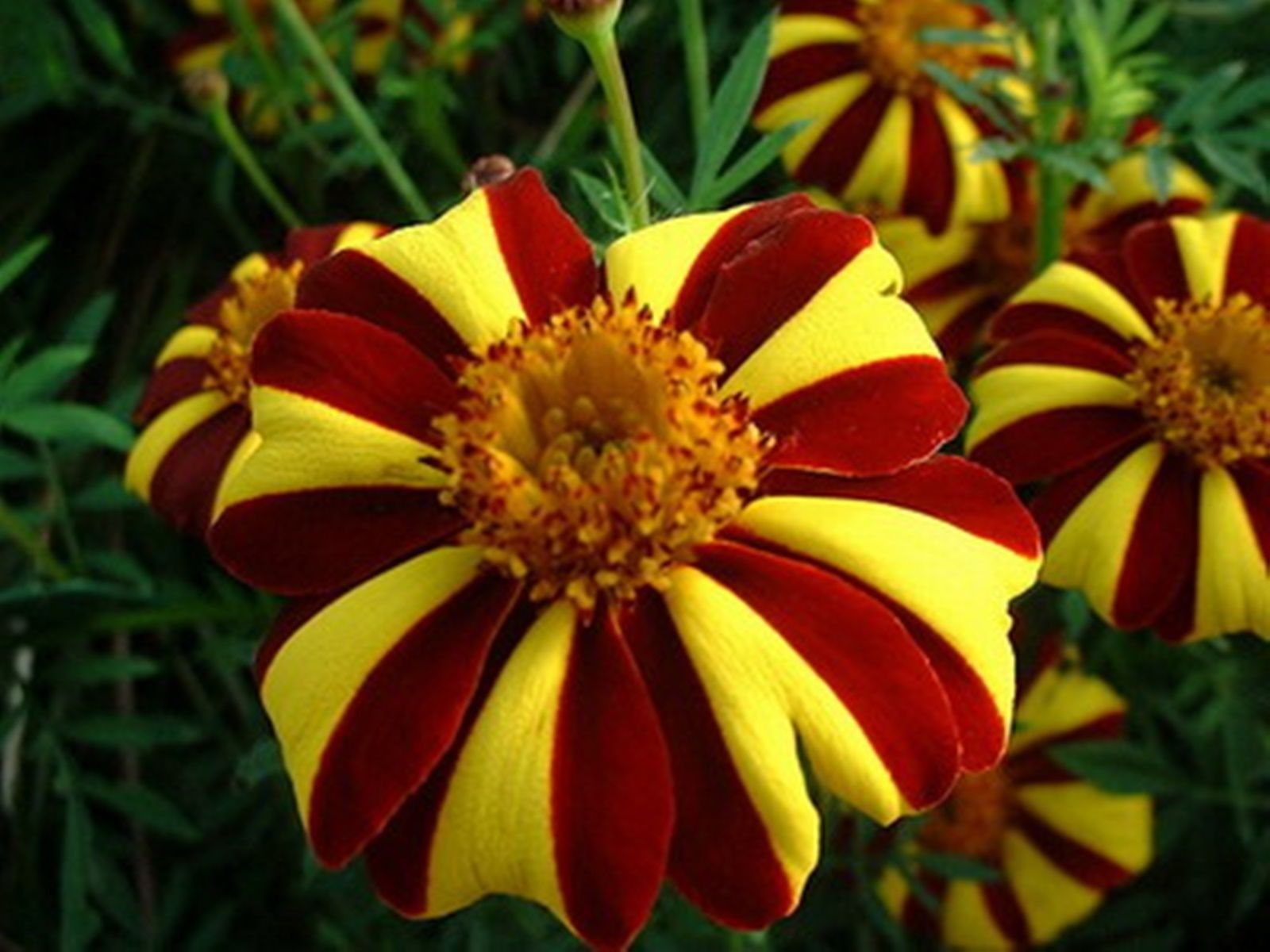 thumbnail interactive-video image 1 of 120 White Marigold Seeds – Tagetes Garden Flowers – Perennial, Easy To Grow, Full Sun 1 of 2