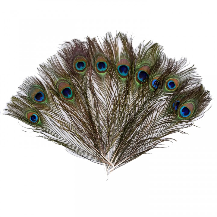 Buy Mor Pankh 10 Pc / Morpankh / Natural Peacock Feathers / Natural ...