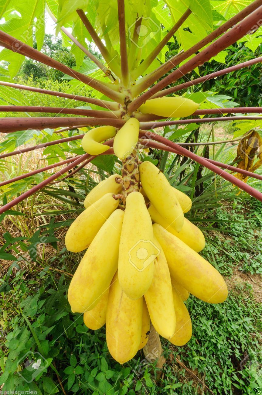 Buy Rare Dwarf Golden PAPAYA Yellow Gold Papaya Sweet Bonsai Papaya   5718 1485781810 