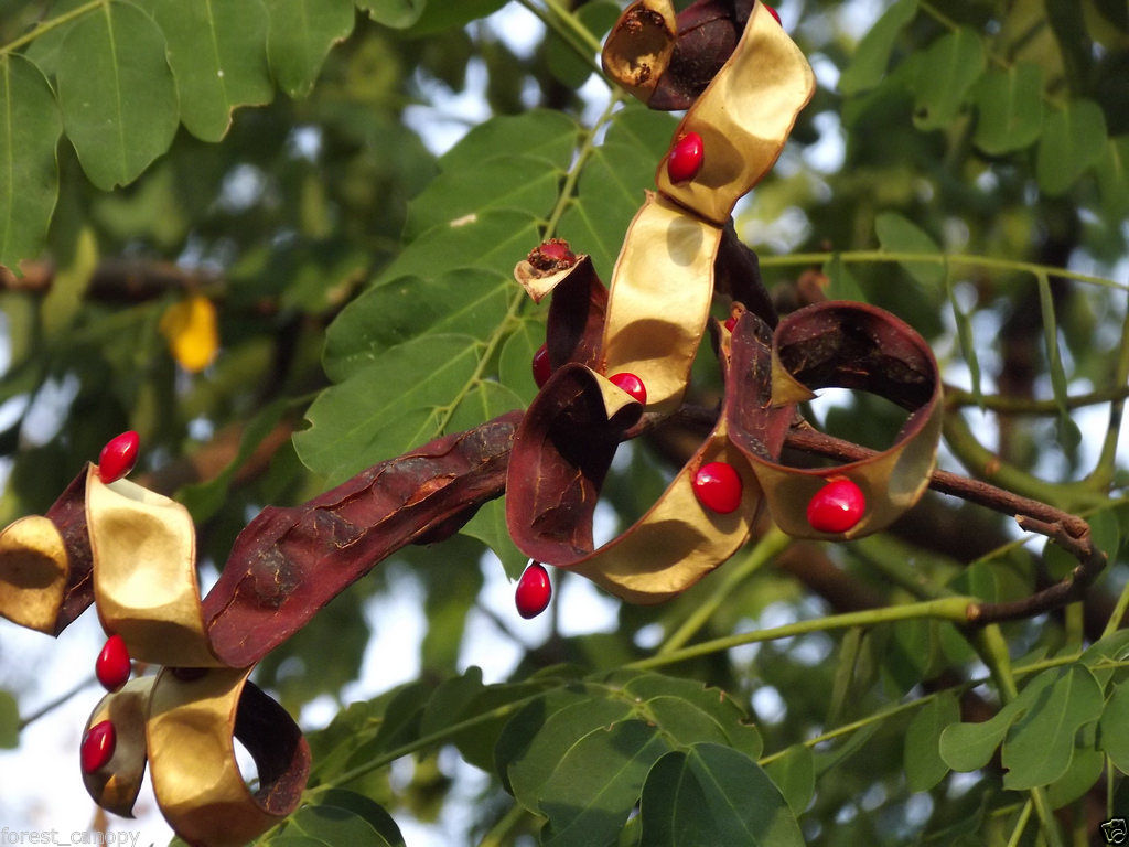 Buy 25 Seeds RED SANDALWOOD SEEDS Red Chandan Acacia
