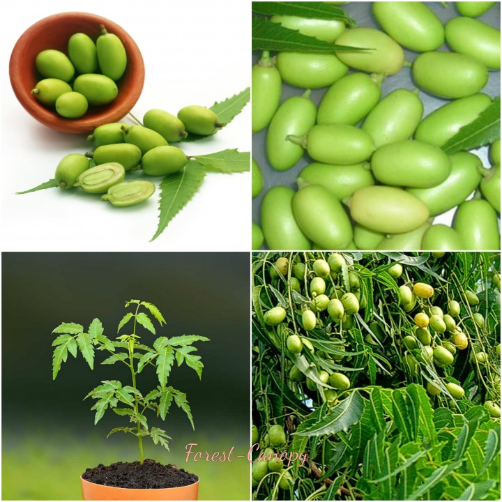 Buy Indian Neem - Azadirachta Indica Medicinal Plant 10 Seeds, High ...