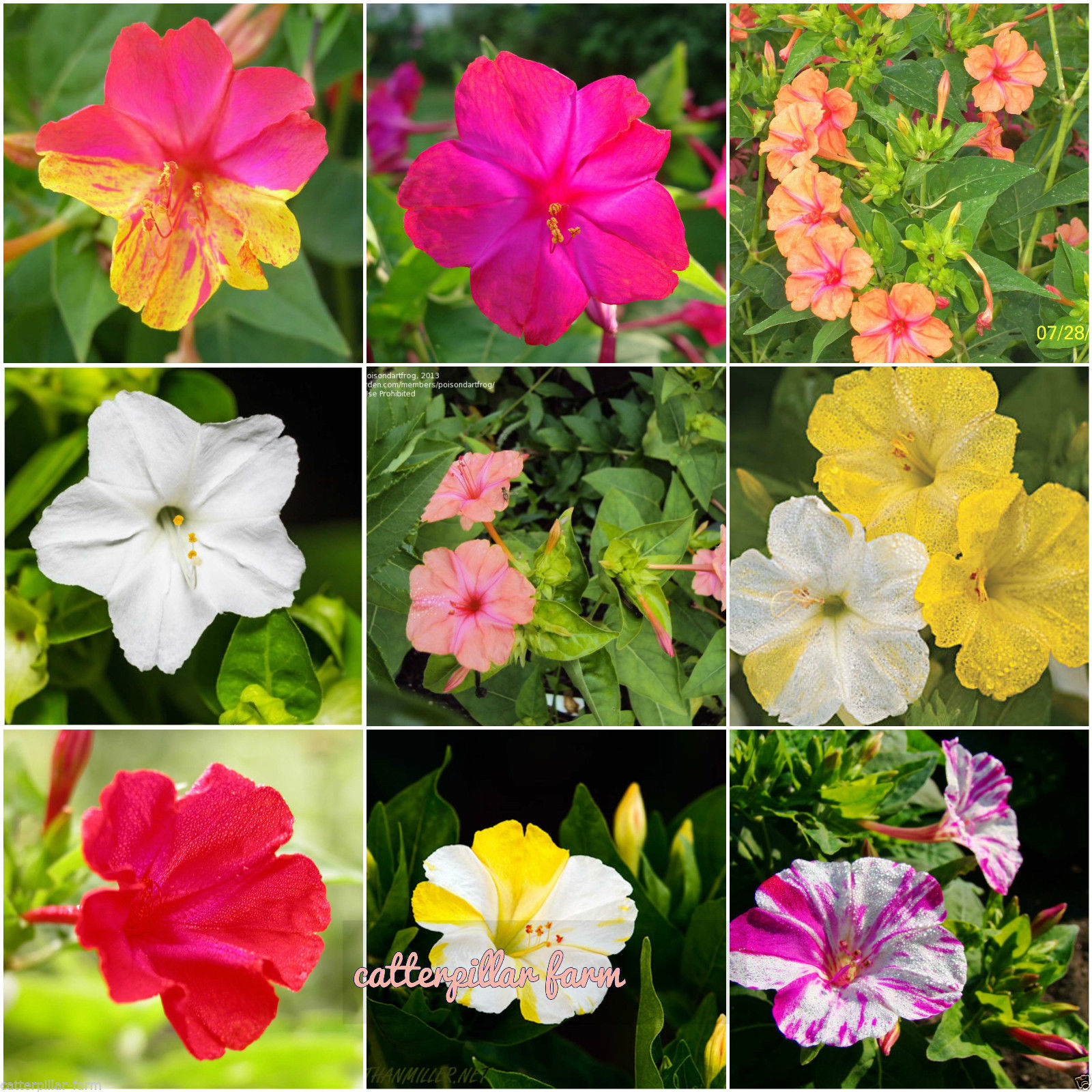 Buy 20 Pcs Mixed Four O Clock(Mirabilis Jalapa) Flower Seeds, Good ...