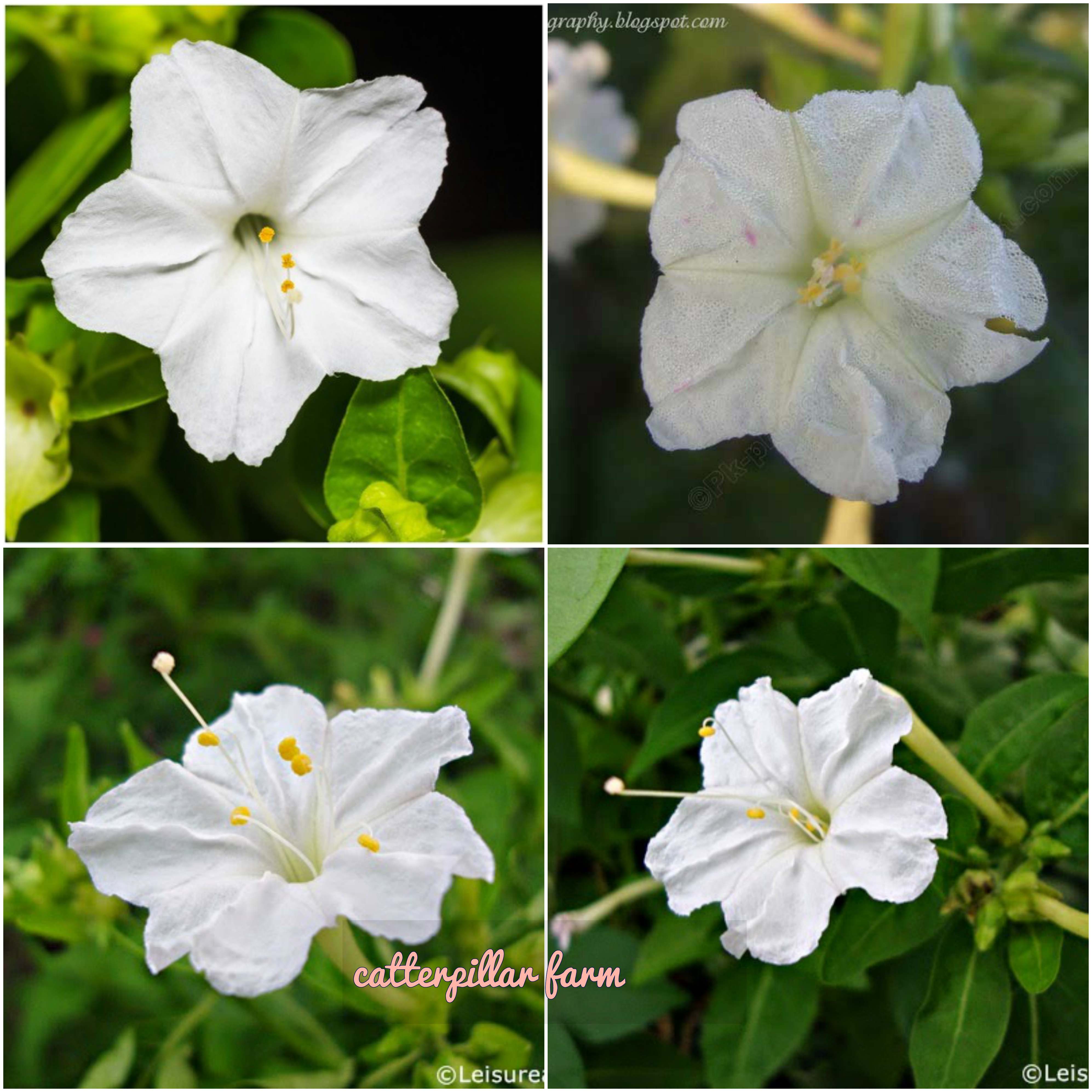 Buy 10 Pcs White Four O Clock(Mirabilis Jalapa) Flower Seeds, Good ...