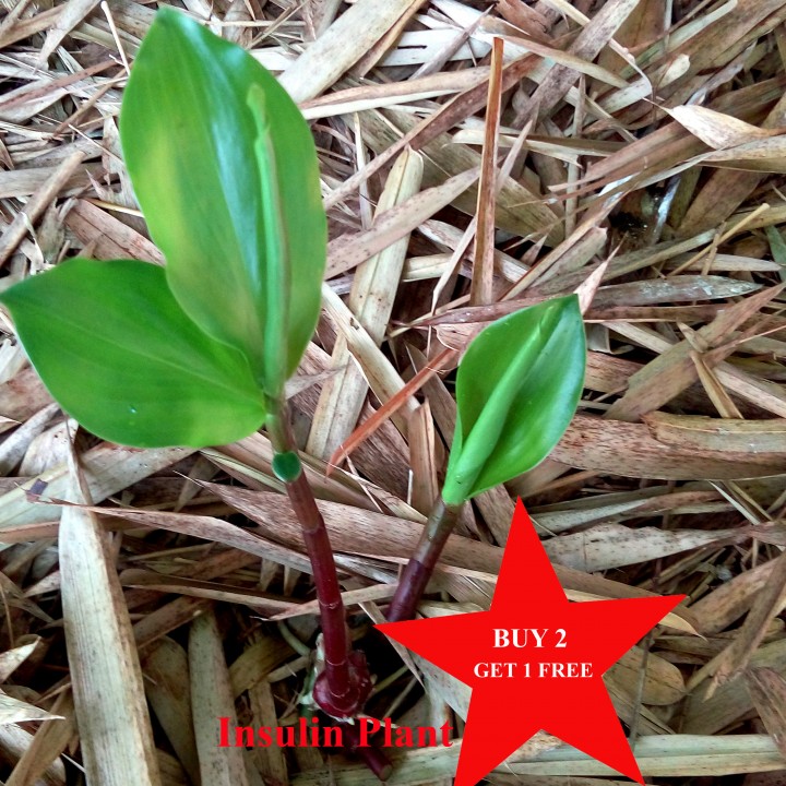 Where Can I Buy Insulin Plant Buy INSULIN PLANT/ DIABETIC HERB/ SUGAR PLANT/ FIERY COSTUS/ SPIRAL