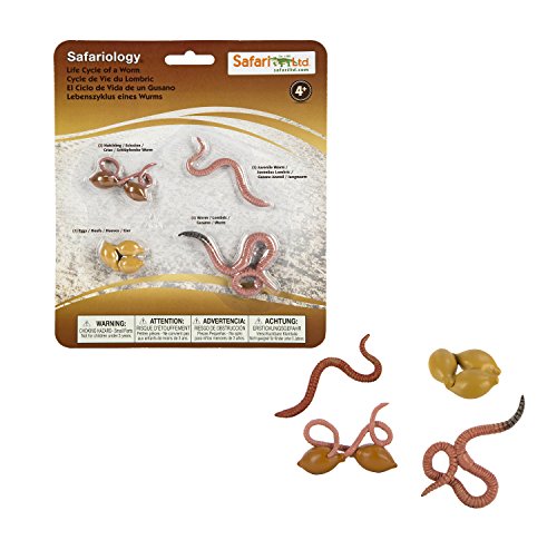 Buy Safari Ltd Life Cycle of a Worm Online @ ₹1993 from ShopClues