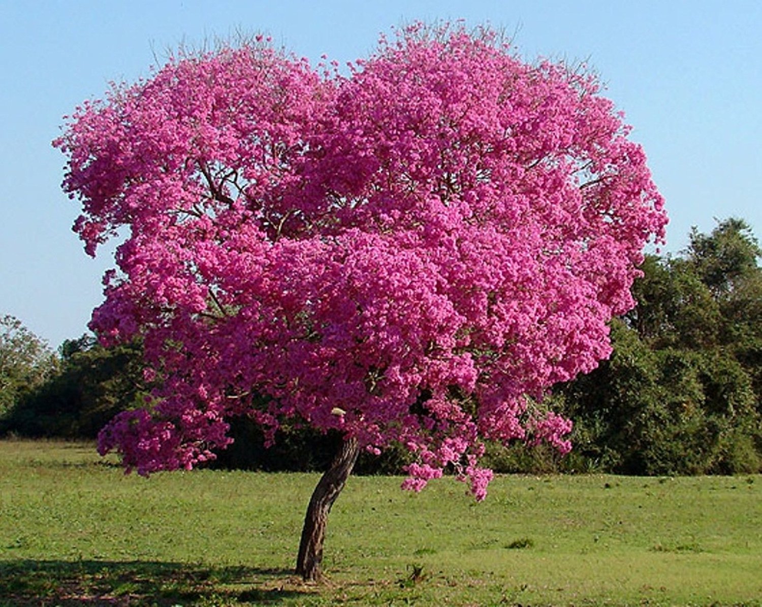 Buy 20 Seeds Pink Trumpet Flower (Tabebuia Avellanedae),Pink Flower ...