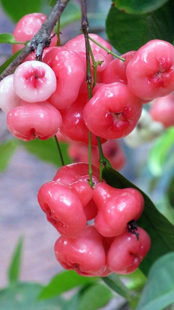 Buy 10 Seeds Delicious Water Rose Apple, Exotic Fruit variety,Super