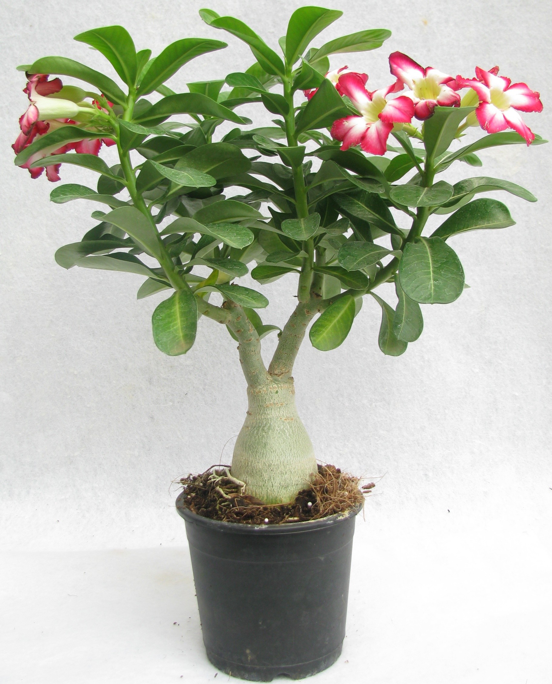 Buy Adenium Desert Rose Plant Online @ ₹799 from ShopClues