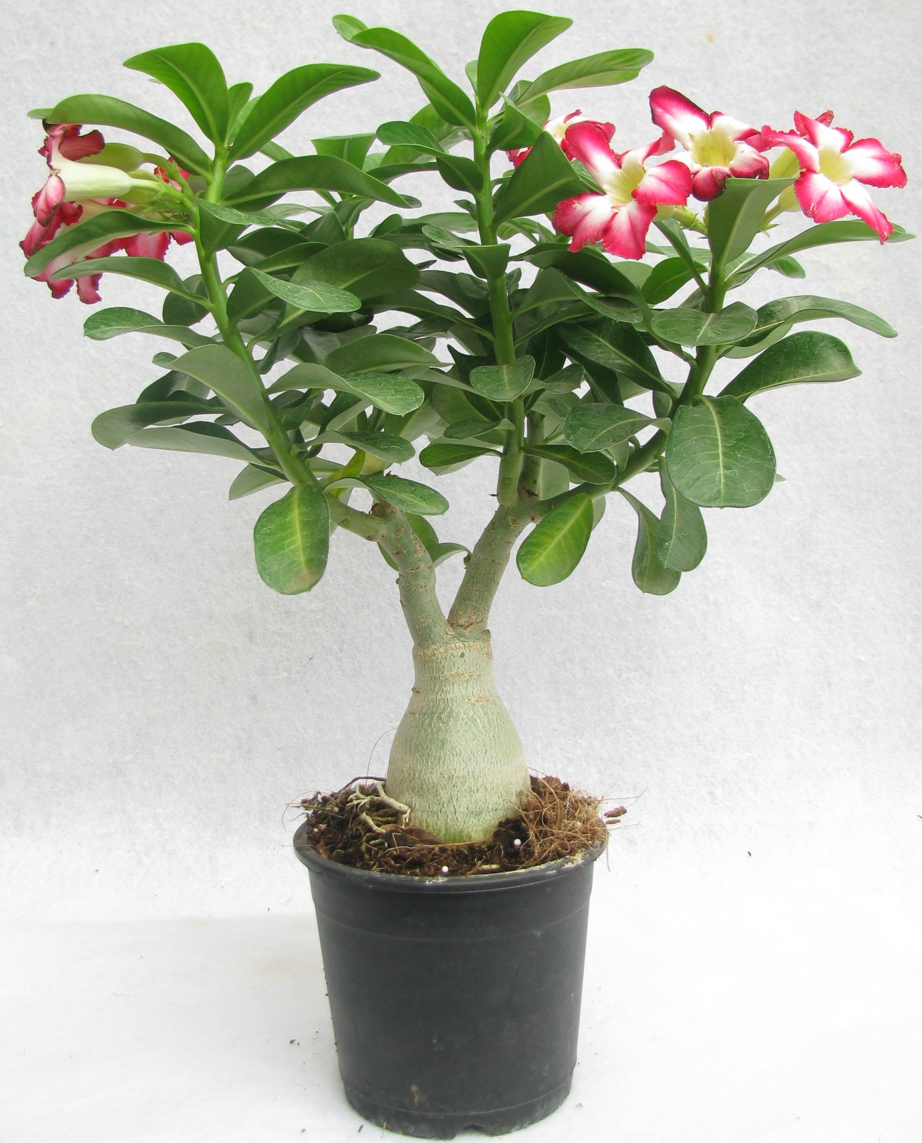 buy-adenium-desert-rose-plant-online-799-from-shopclues