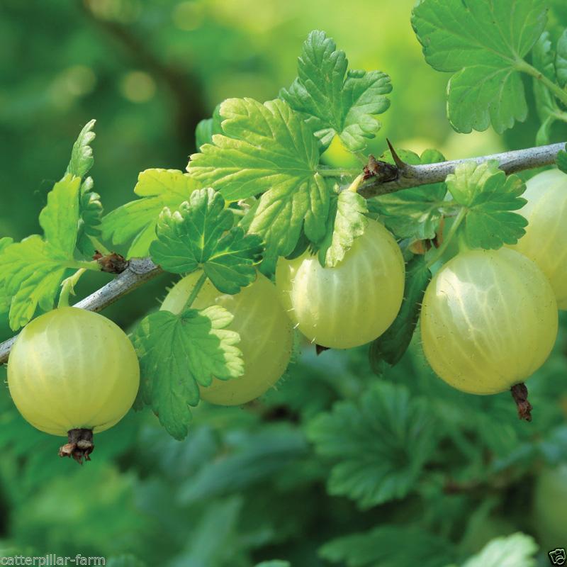 buy-dwarf-fruit-seeds-combo-packlemon-grapes-gooseberry-custard-apple