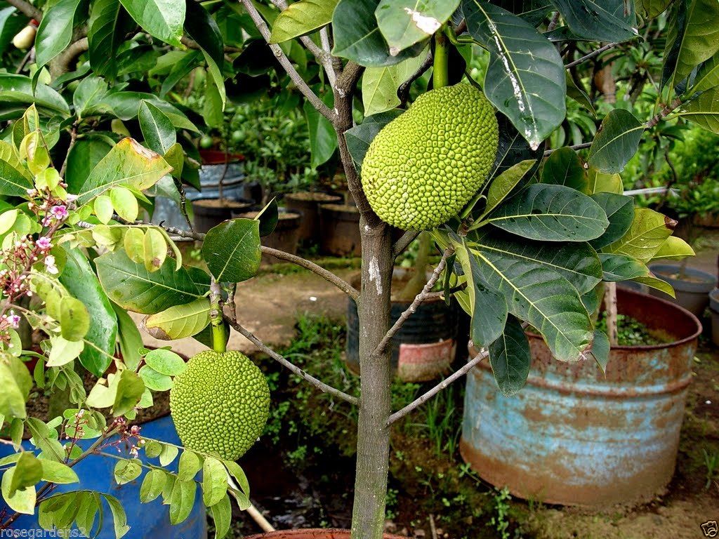 Buy Rare Dwarf Sweet Dang Rasimi Jackfruit Small Sized Jakka Fruit