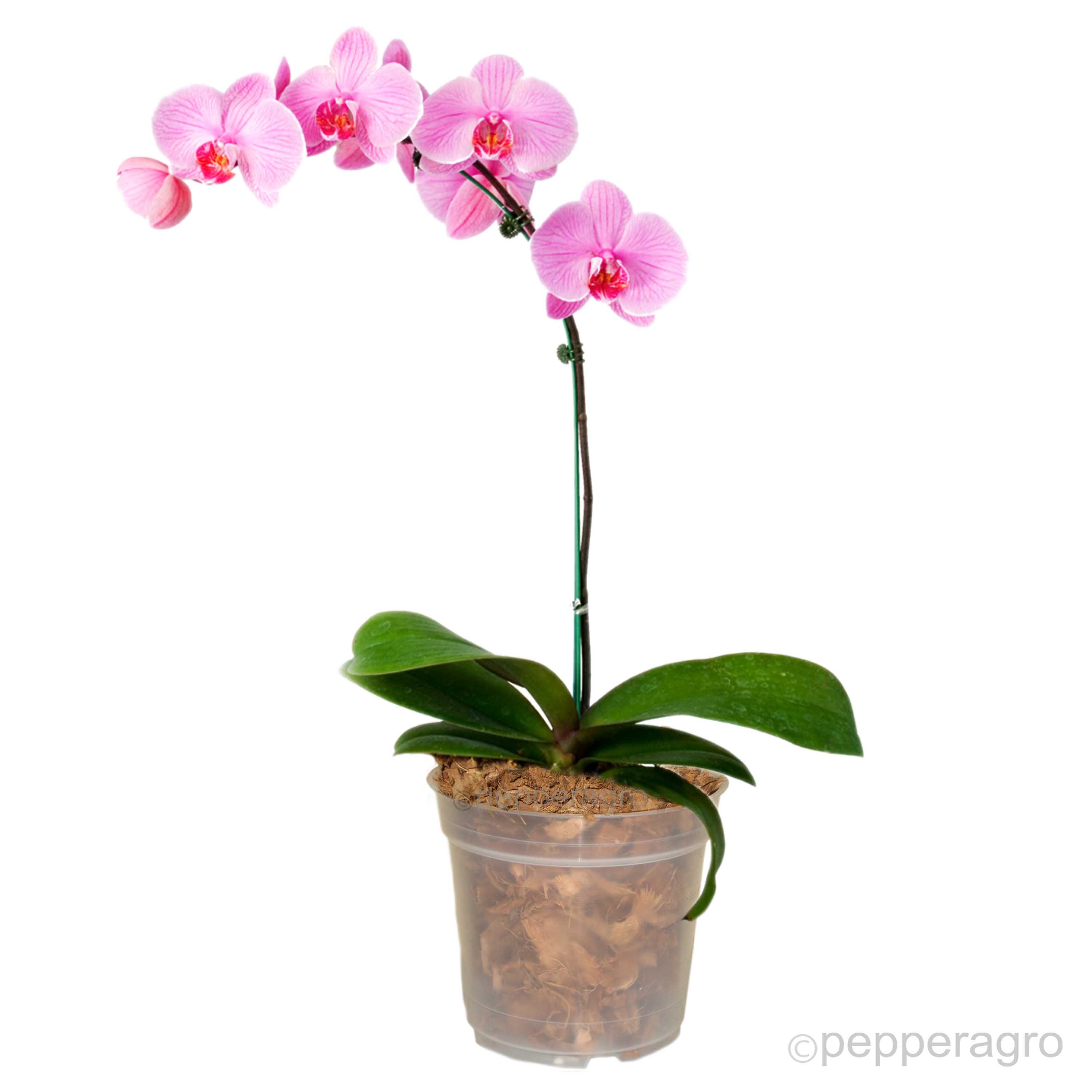 ORCHID PLANTER POT X 6 QTY This transparent pot specially designed for ...