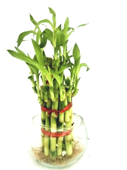 Buy 2 Layer Long Stalks Lucky Bamboo in Pot Online @ ₹545 from ShopClues