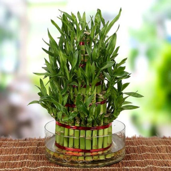 Buy Lucky Bamboo Seeds For Planting Indoor Bonsai Plant Seeds 40 seeds ...