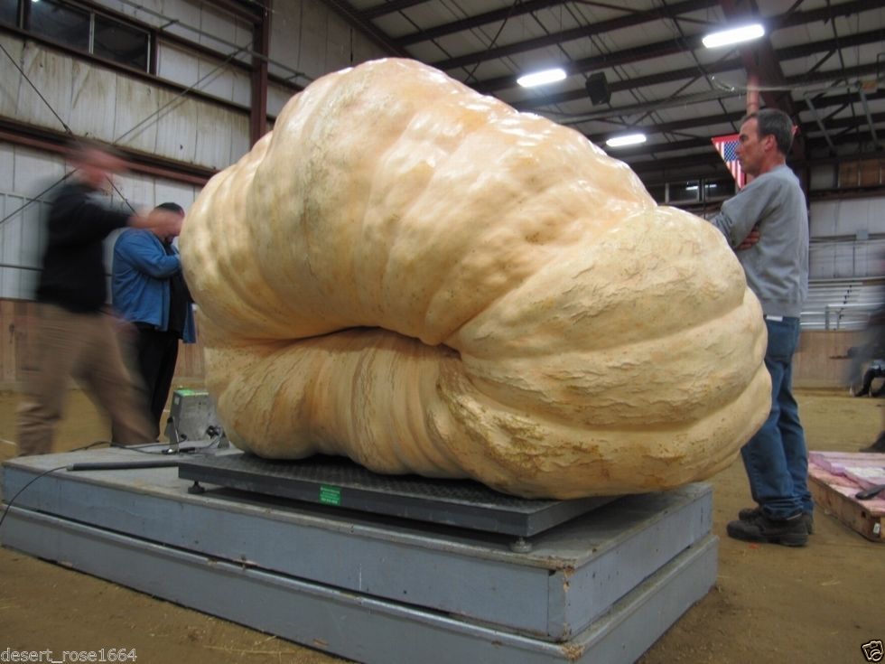 Buy the world record giant pumpkin seed organic vegetable seeds 15 