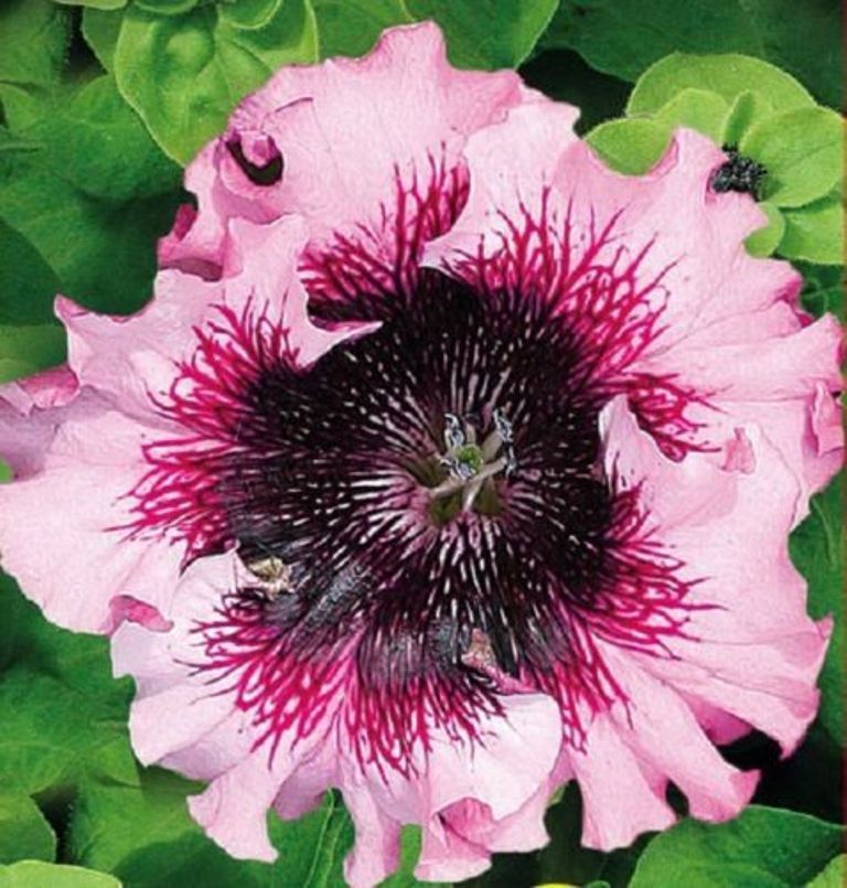 Buy Organic Flower seeds Petunia Rosary F1 (Petunia x hybrida