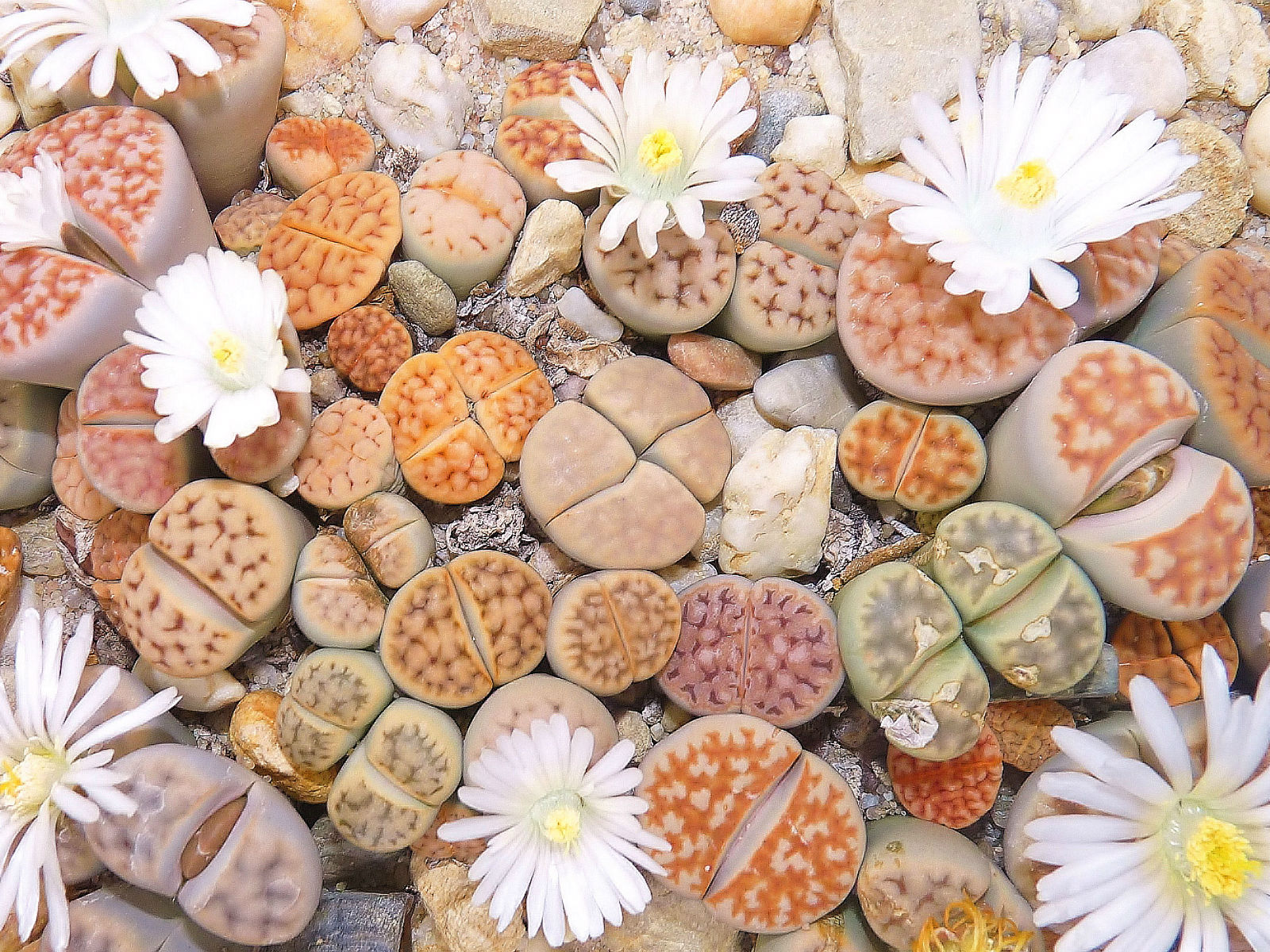 Buy Lithops Mix Succulent plant SEEDS Flowering Living