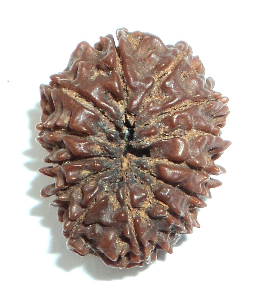 Buy Mm Mukhi Rudraksha Gram Mukhi Rudraksha Collector