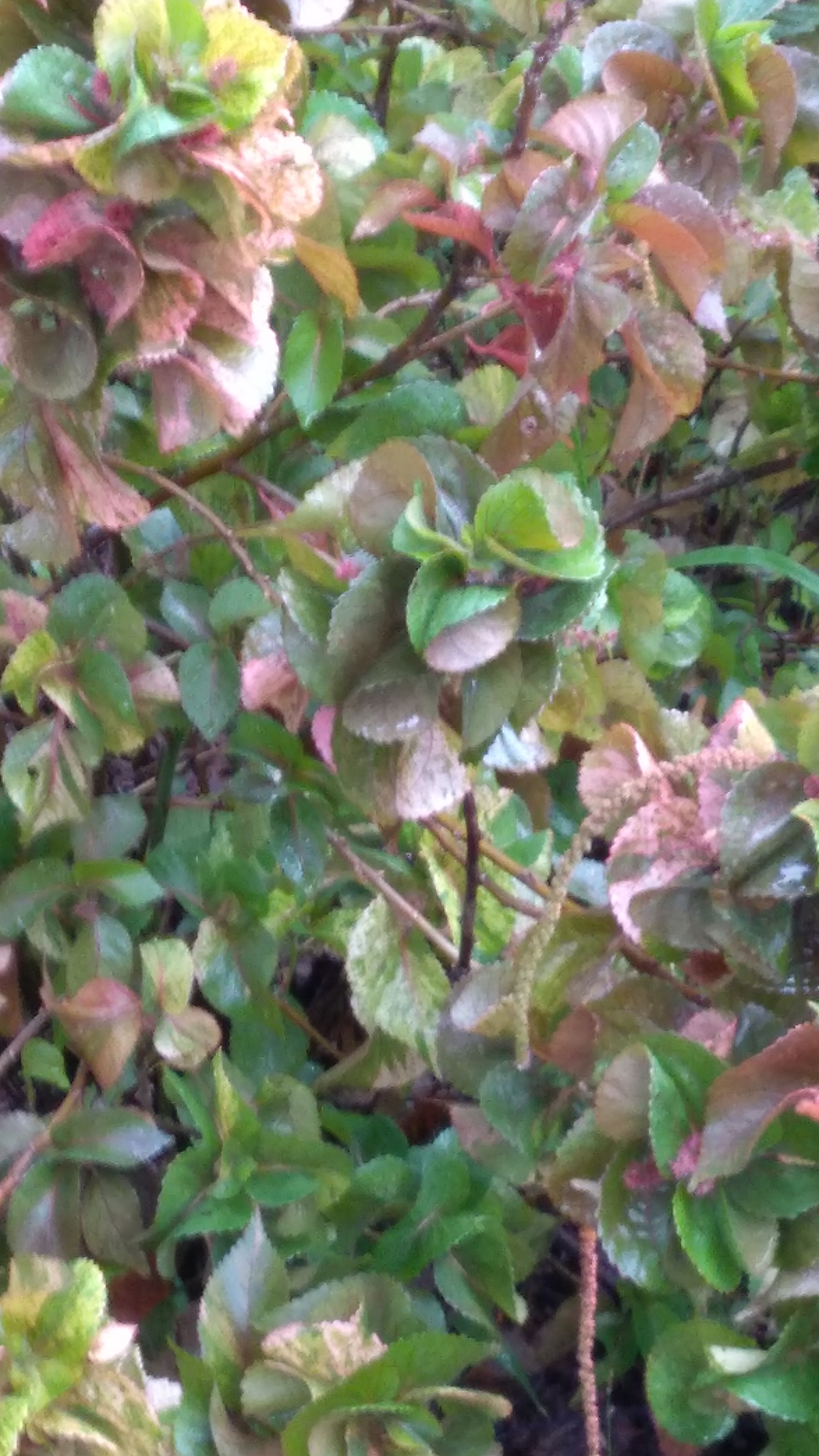 Buy Acalypha Indica Haritmanjari Garden Plant Online 699 From 
