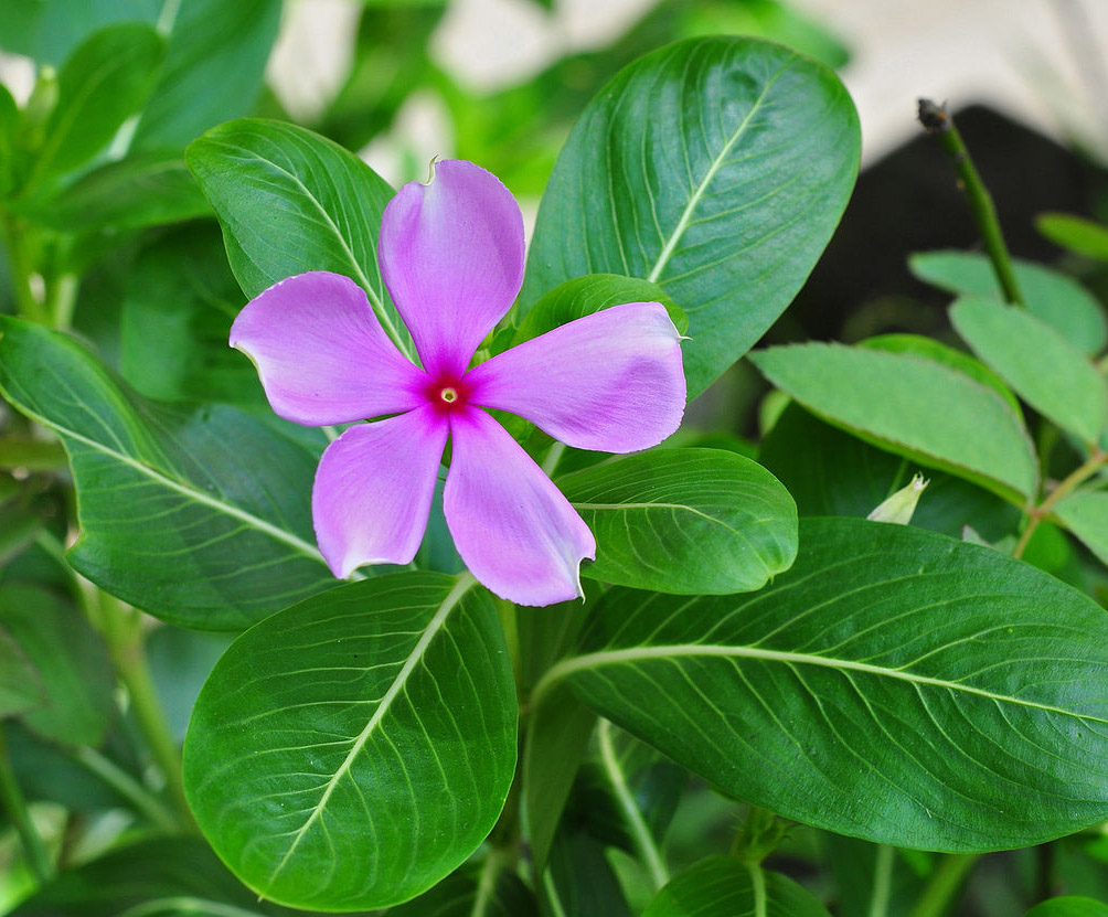 Buy Sadabahar Nithyakalyani Powder 200Grams (50GrmsX4Packs) Online